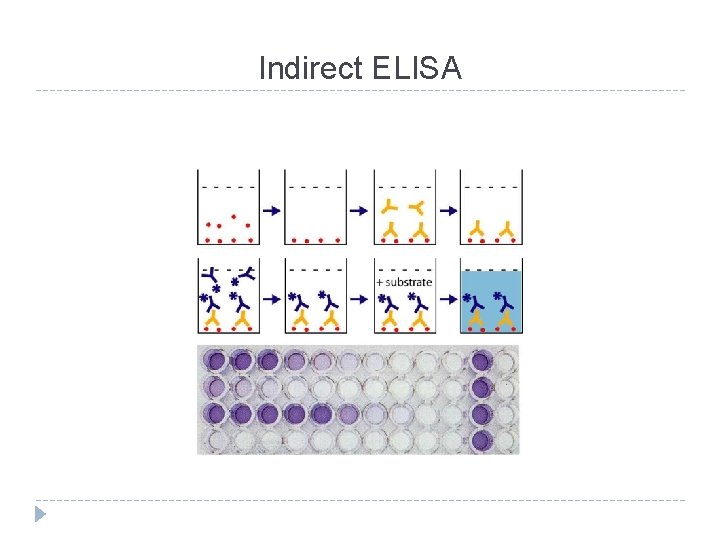 Indirect ELISA 