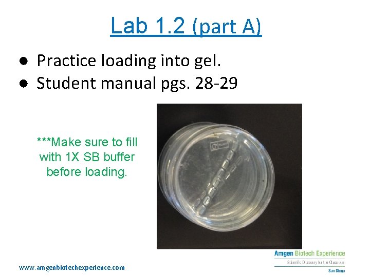 Lab 1. 2 (part A) ● Practice loading into gel. ● Student manual pgs.