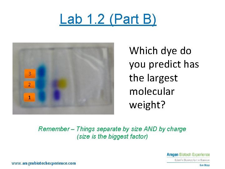 Lab 1. 2 (Part B) 3 A 2 1 Which dye do you predict