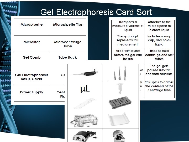 Gel Electrophoresis Card Sort 