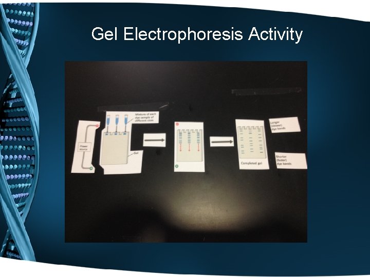 Gel Electrophoresis Activity 