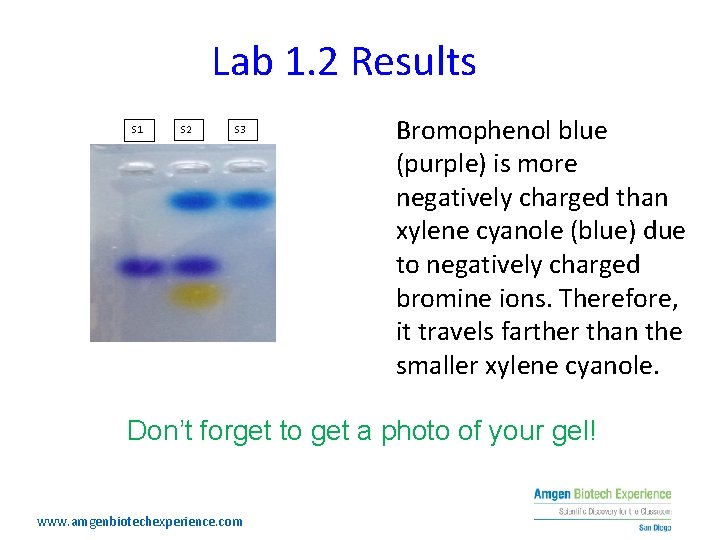 Lab 1. 2 Results S 1 S 2 S 3 Bromophenol blue (purple) is