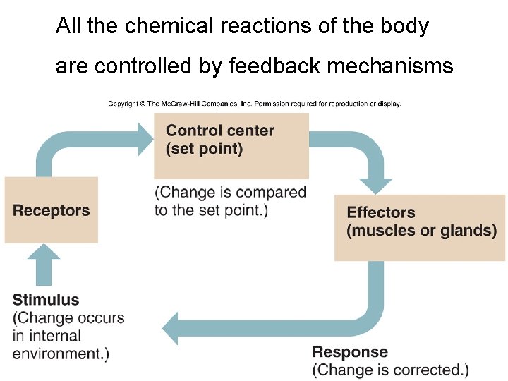 All the chemical reactions of the body are controlled by feedback mechanisms 