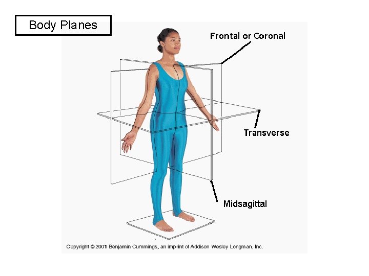 Body Planes 