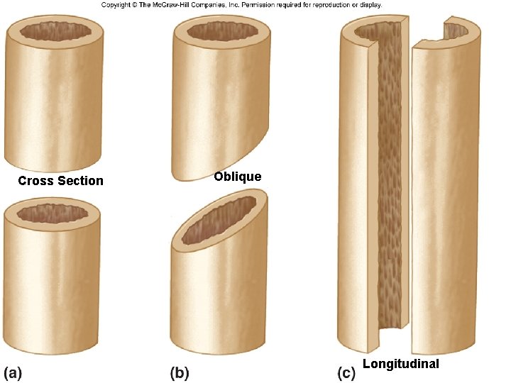 Cross Section Oblique Longitudinal 