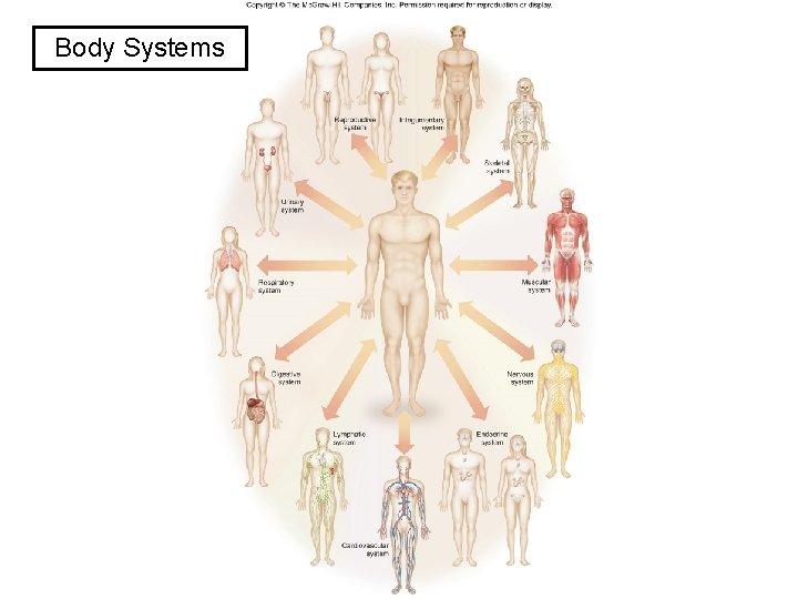 Body Systems Figure 01. 12 