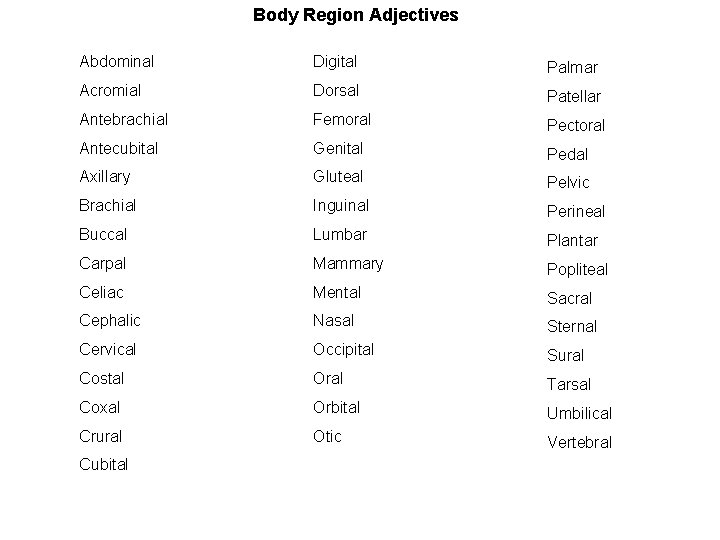 Body Region Adjectives Abdominal Digital Palmar Acromial Dorsal Patellar Antebrachial Femoral Pectoral Antecubital Genital