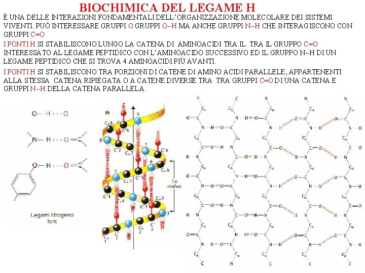 BIOCHIMICA DEL LEGAME H È UNA DELLE INTERAZIONI FONDAMENTALI DELL’ORGANIZZAZIONE MOLECOLARE DEI SISTEMI VIVENTI.