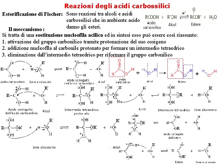 Reazioni degli acidi carbossilici Esterificazione di Fischer: Sono reazioni tra alcoli e acidi carbossilici