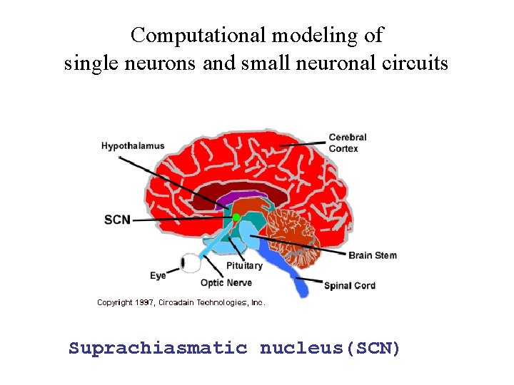 Computational modeling of single neurons and small neuronal circuits Suprachiasmatic nucleus(SCN) 