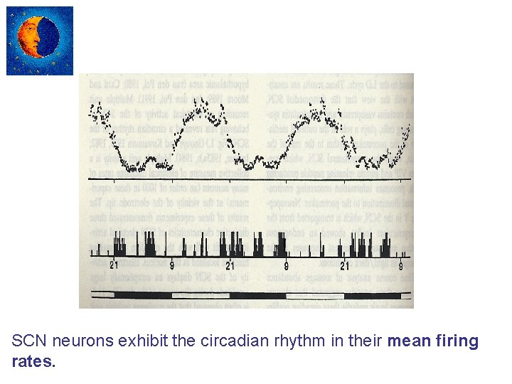 SCN neurons exhibit the circadian rhythm in their mean firing rates. 