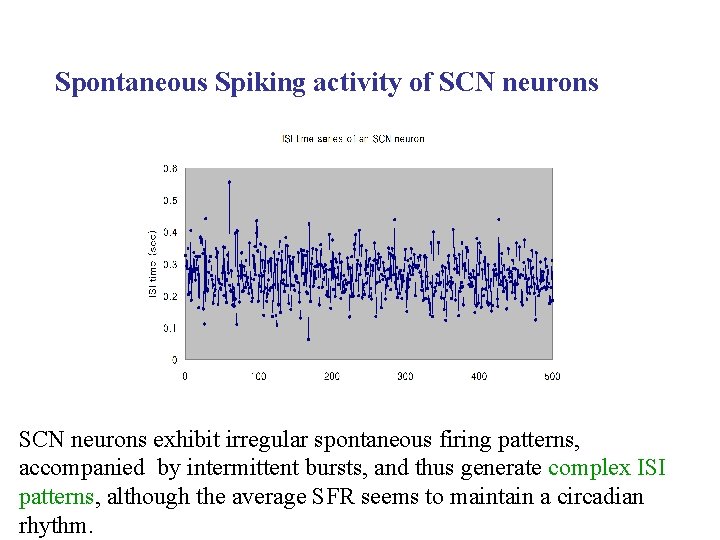 Spontaneous Spiking activity of SCN neurons exhibit irregular spontaneous firing patterns, accompanied by intermittent