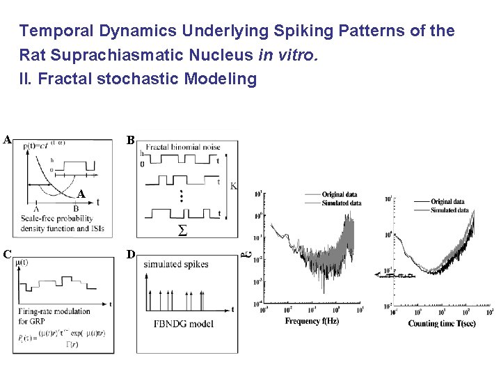 Temporal Dynamics Underlying Spiking Patterns of the Rat Suprachiasmatic Nucleus in vitro. II. Fractal