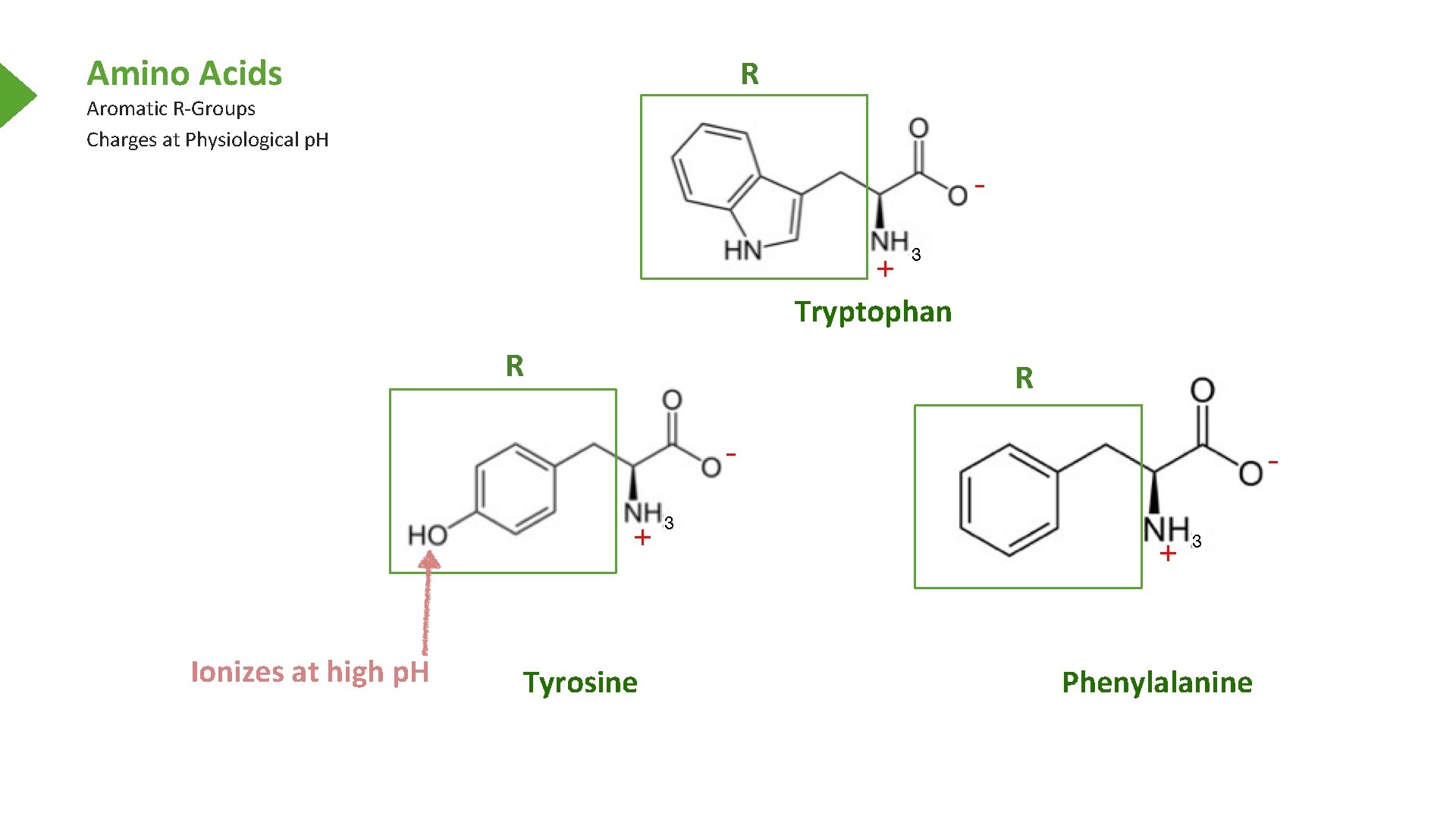 Amino Acids R Aromatic R-Groups Charges at Physiological p. H Tryptophan R Ionizes at