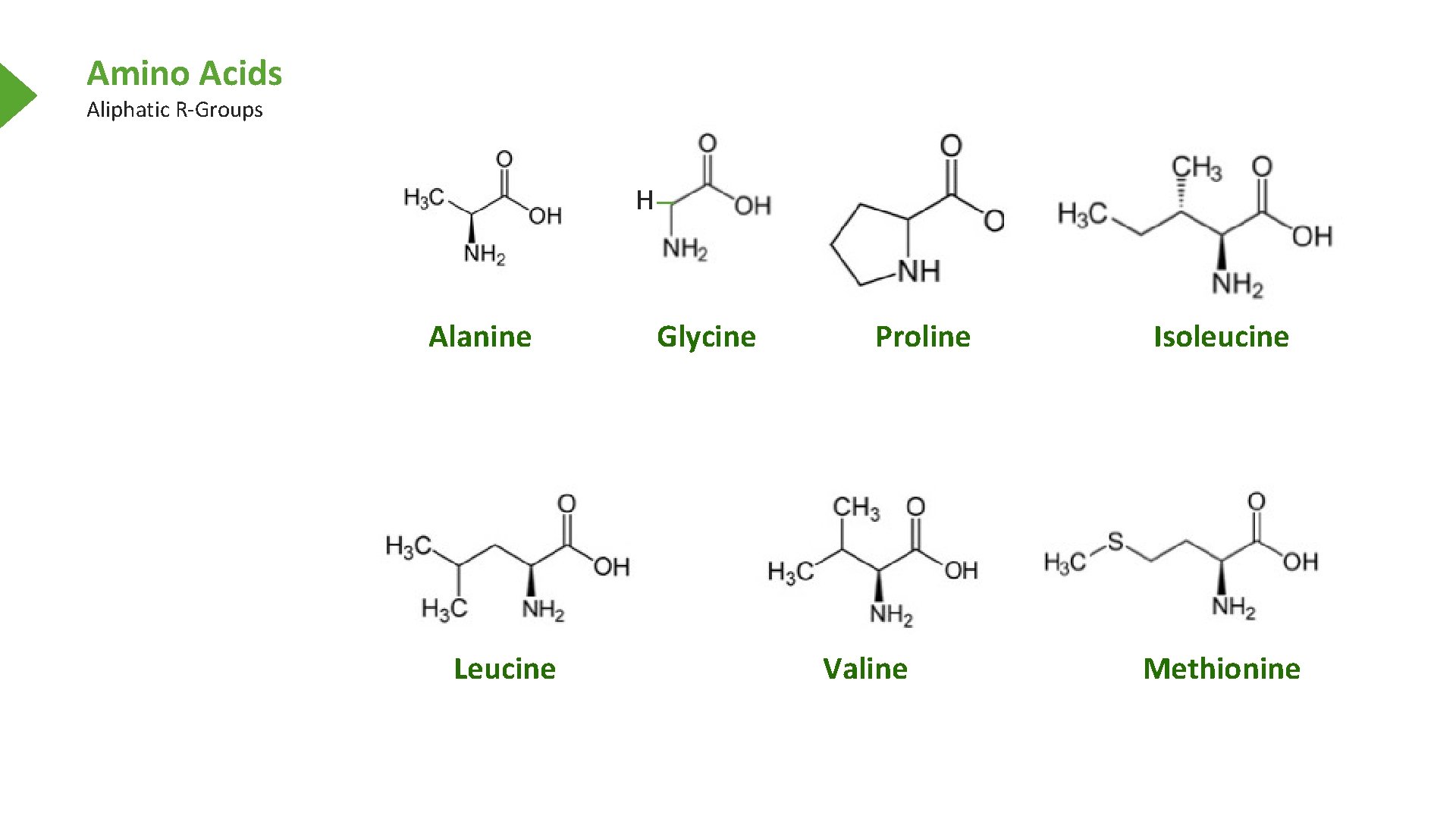 Amino Acids Aliphatic R-Groups H Alanine Leucine Glycine Proline Valine Isoleucine Methionine 