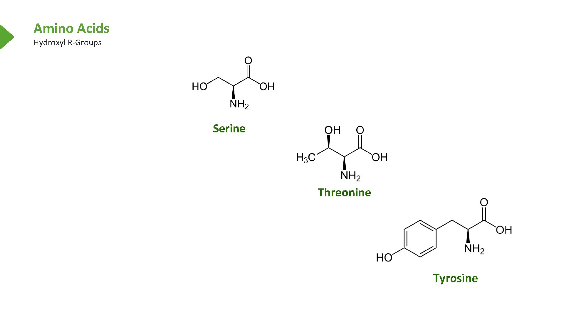 Amino Acids Hydroxyl R-Groups Serine Threonine Tyrosine 