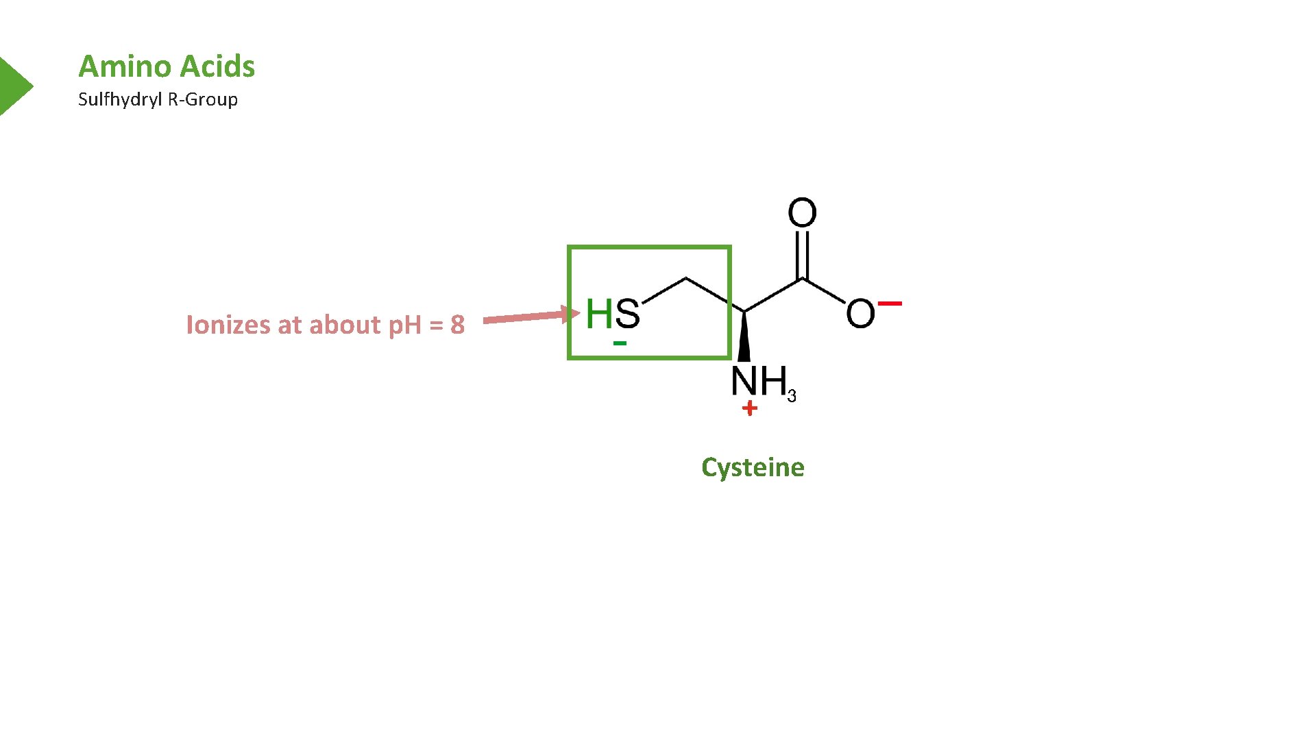 Amino Acids Sulfhydryl R-Group Ionizes at about p. H = 8 + Cysteine 