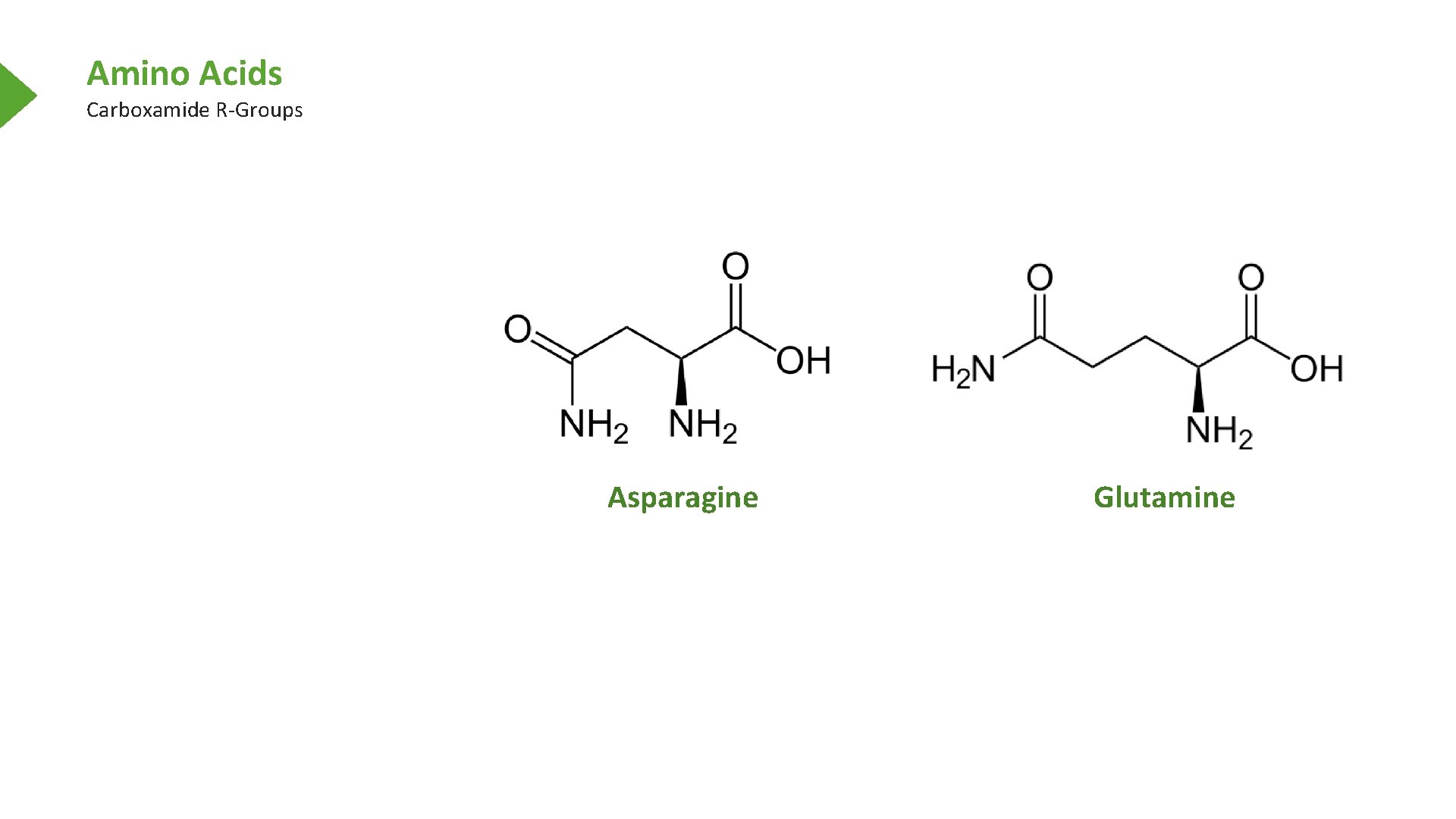 Amino Acids Carboxamide R-Groups Asparagine Glutamine 