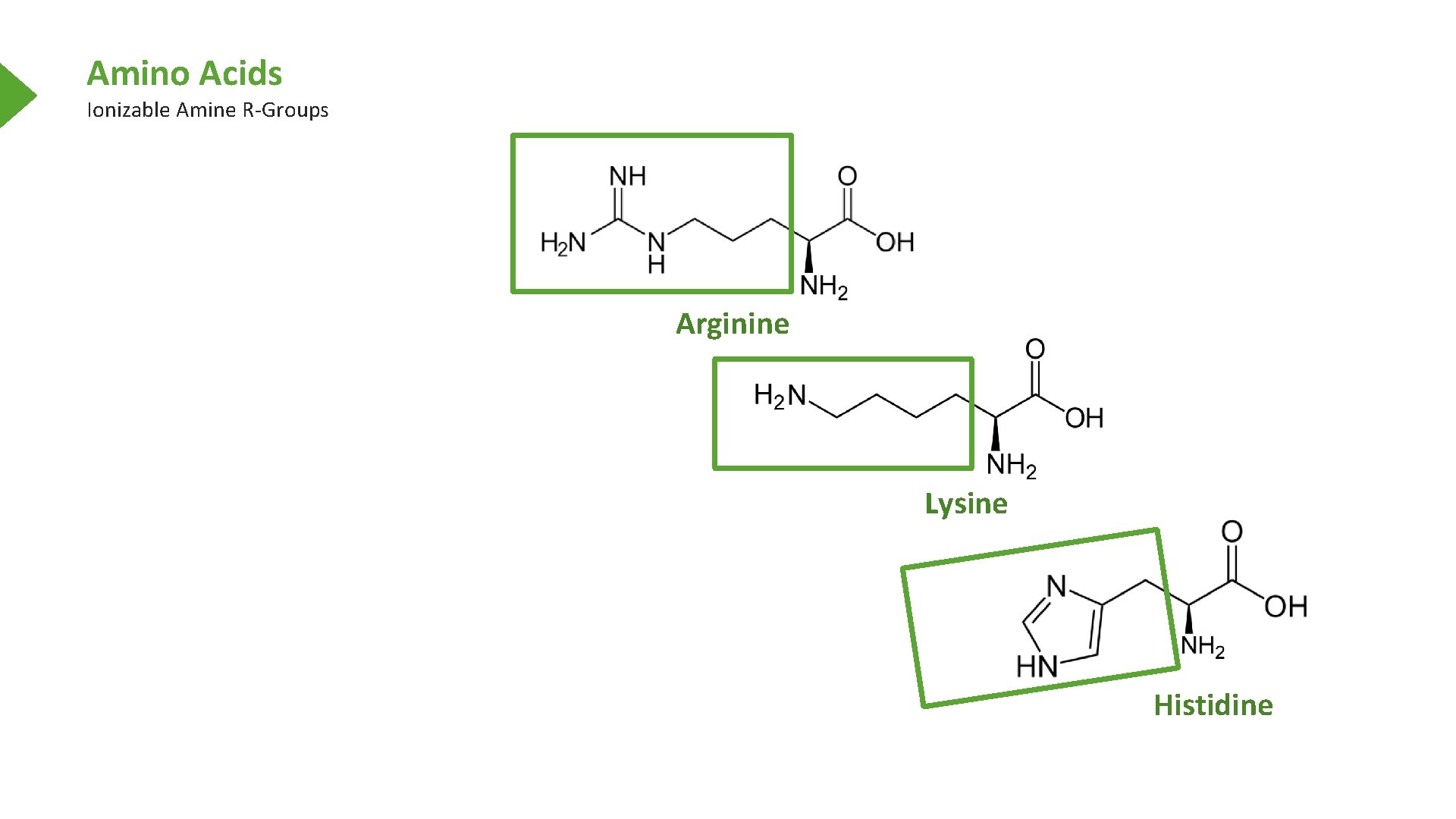 Amino Acids Ionizable Amine R-Groups Arginine Lysine Histidine 