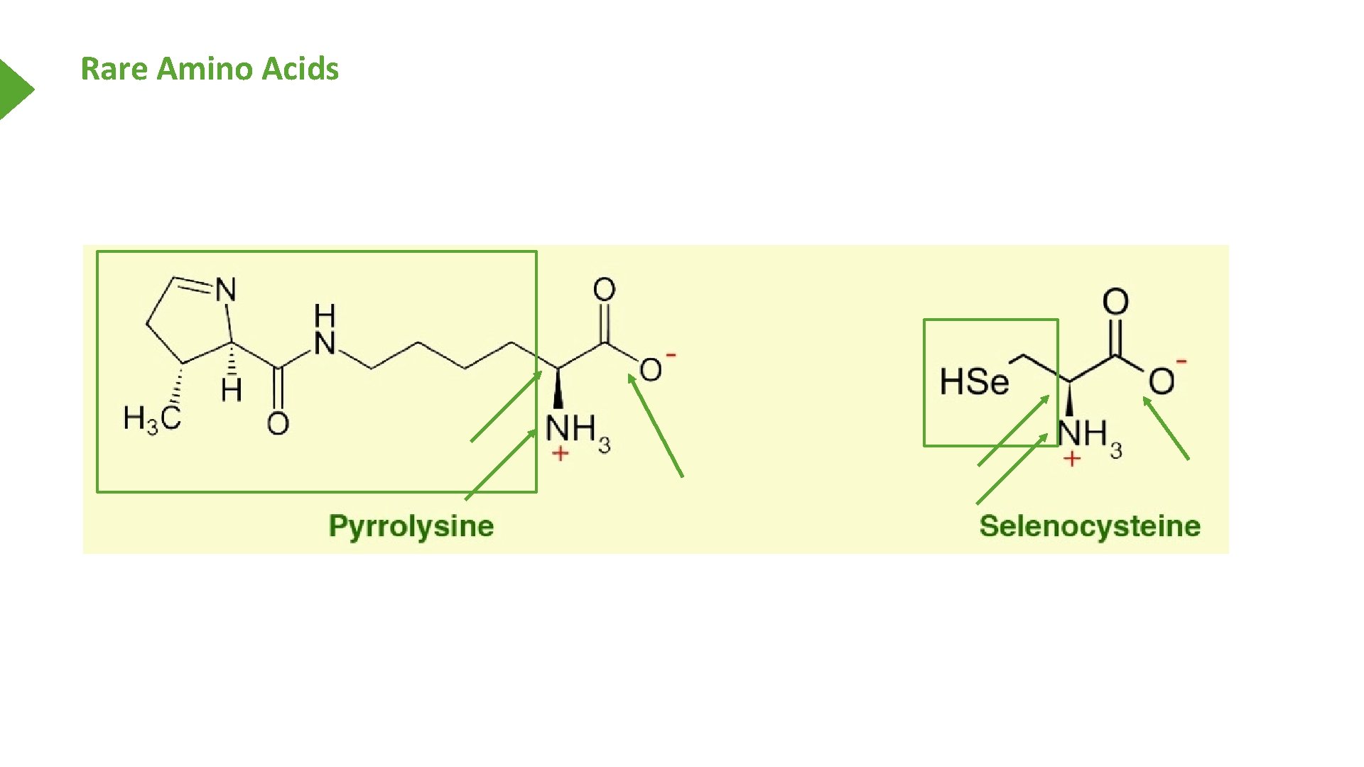 Rare Amino Acids 