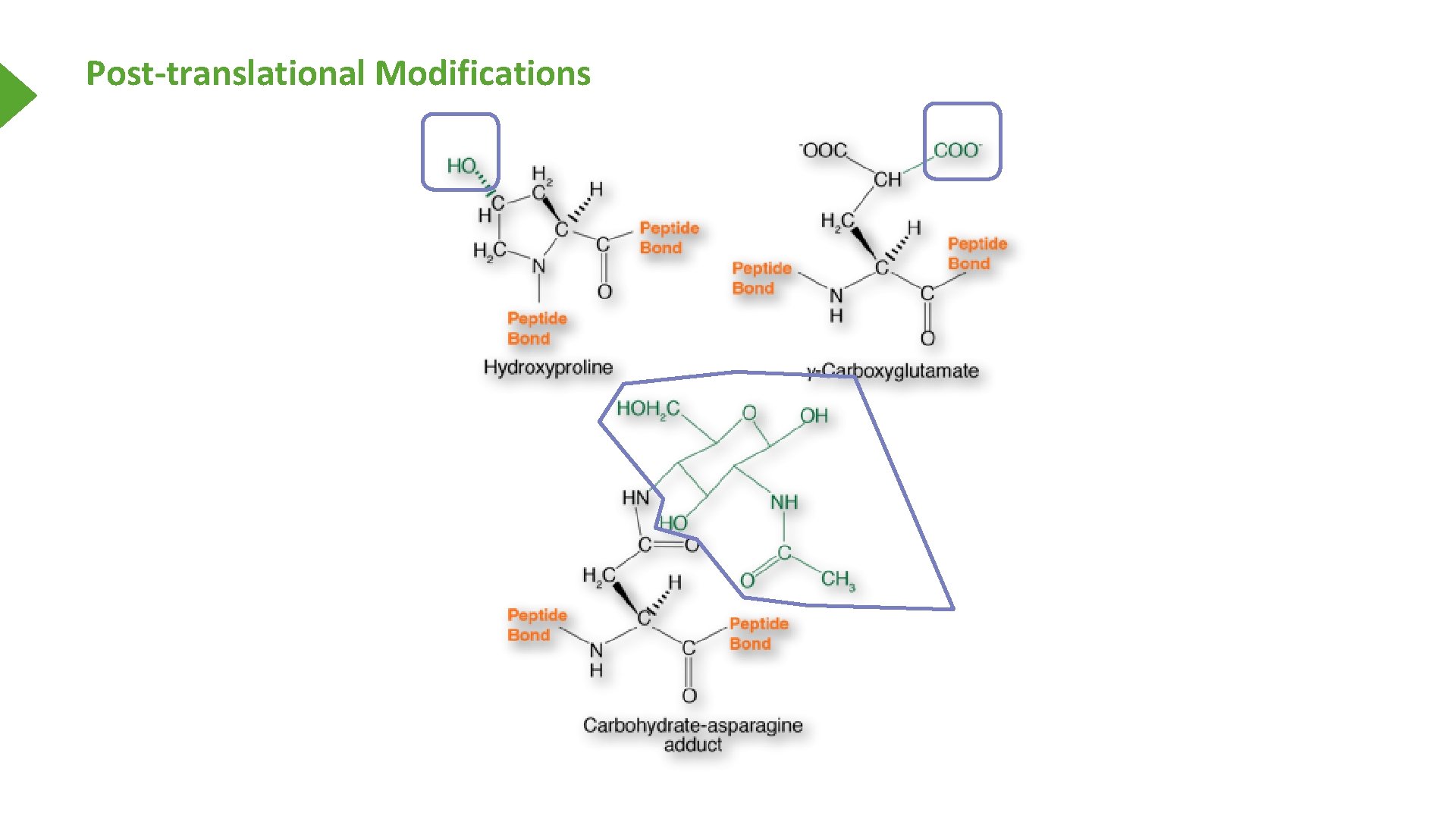 Post-translational Modifications 