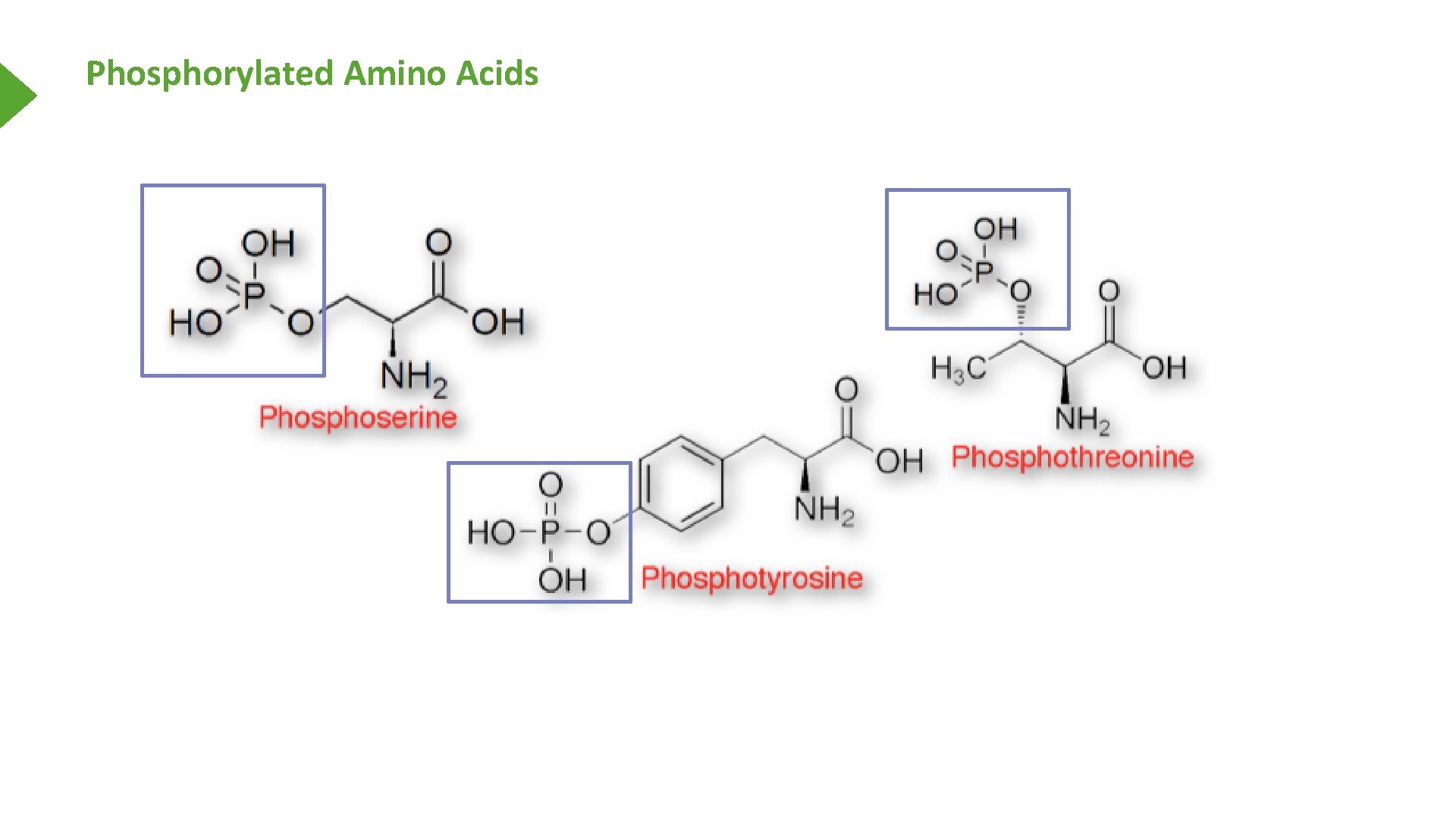 Phosphorylated Amino Acids 