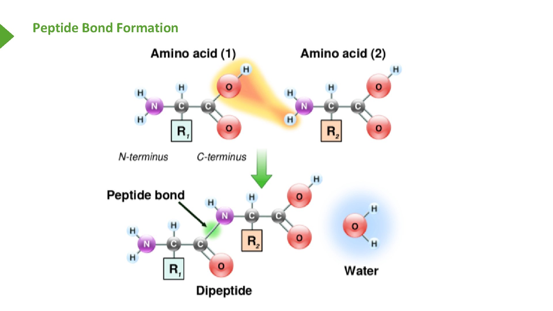 Peptide Bond Formation 