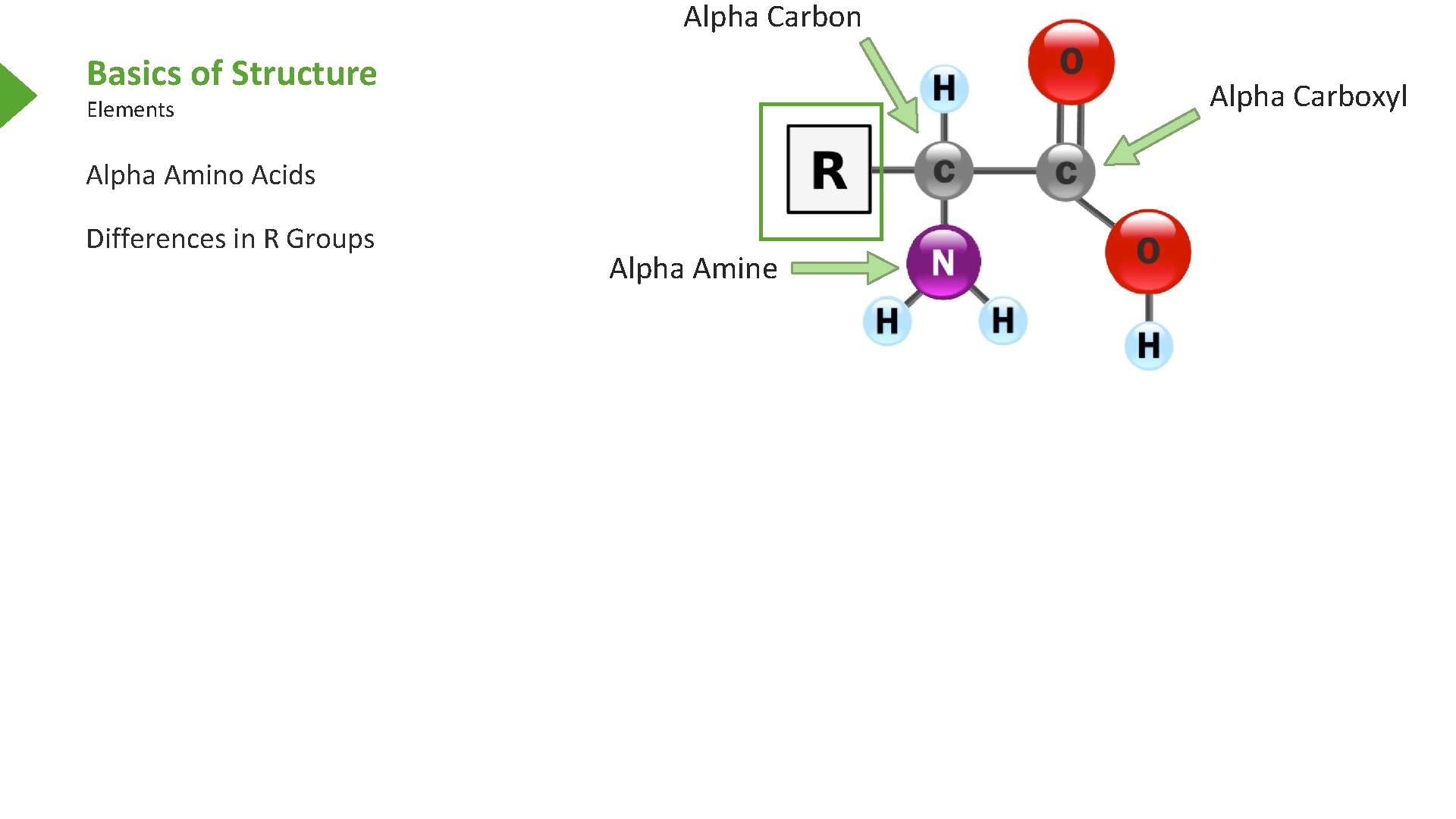Alpha Carbon Basics of Structure Alpha Carboxyl Elements Alpha Amino Acids Differences in R