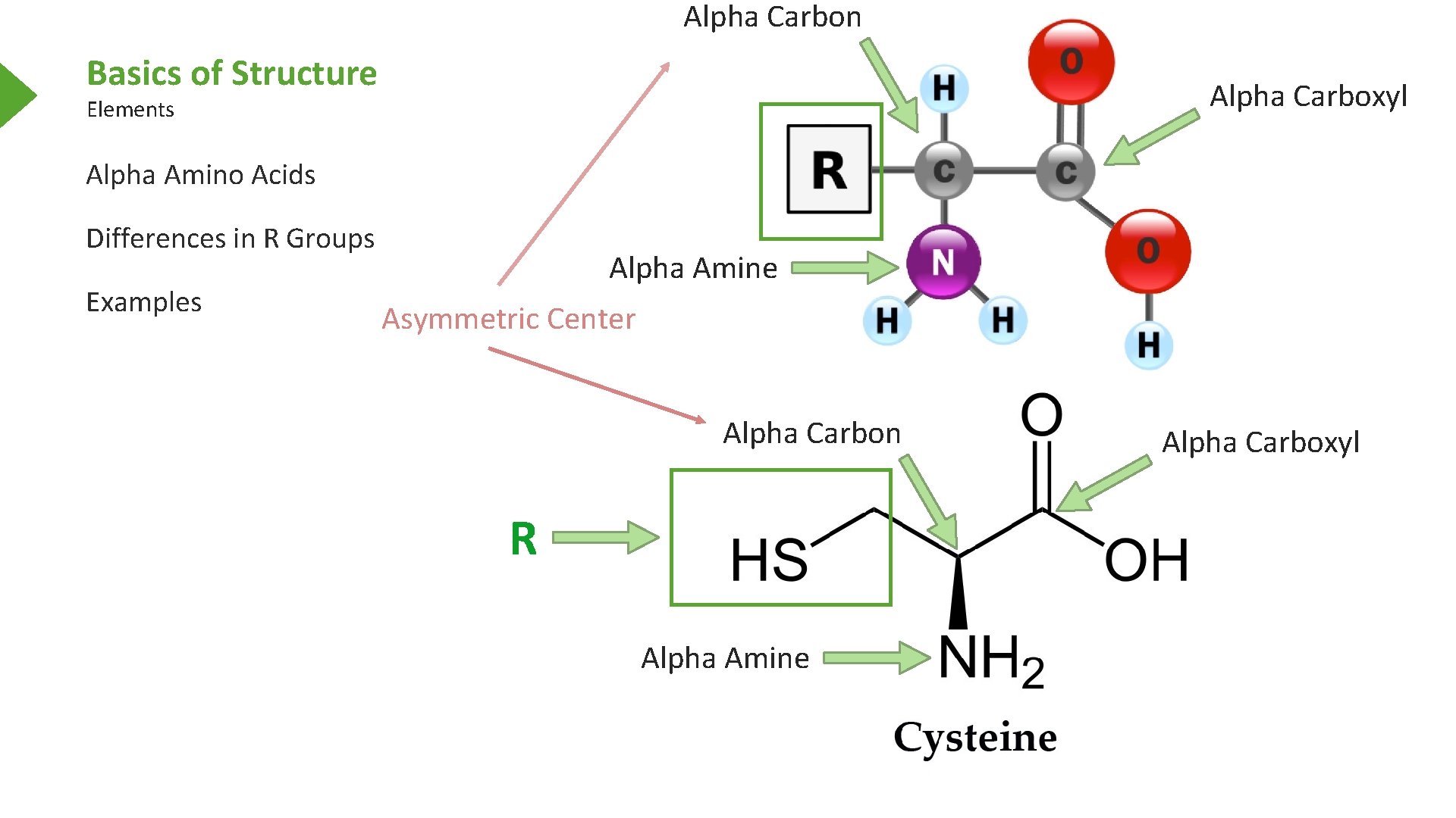 Alpha Carbon Basics of Structure Alpha Carboxyl Elements Alpha Amino Acids Differences in R