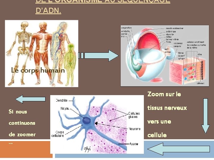 DE L’ORGANISME AU SÉQUENÇAGE D’ADN. Le corps humain Zoom sur le Si nous tissus