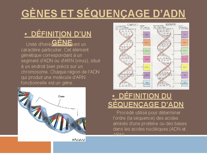 GÈNES ET SÉQUENÇAGE D’ADN • DÉFINITION D’UN GÈNE Unité d'hérédité contrôlant un caractère particulier.