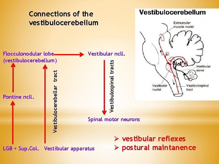 Connections of the vestibulocerebellum Vestibular ncll. Vestibulospinal tracts Pontine ncll. Vestibulocerebellar tract Flocculonodular lobe