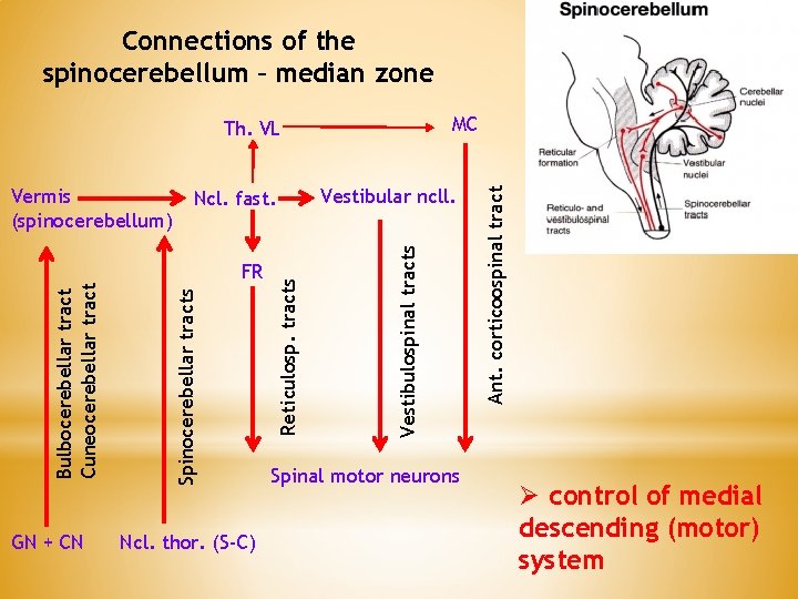 Connections of the spinocerebellum – median zone Ncl. thor. (S-C) Vestibulospinal tracts Spinocerebellar tracts