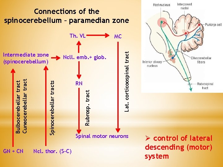 Connections of the spinocerebellum – paramedian zone GN + CN Ncll. emb. + glob.