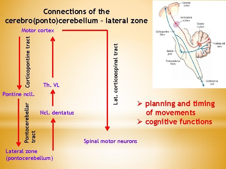 Connections of the cerebro(ponto)cerebellum – lateral zone Th. VL Pontocerebellar tract Pontine ncll. Ncl. Connections of the cerebro(ponto)cerebellum – lateral zone Th. VL Pontocerebellar tract Pontine ncll. Ncl.