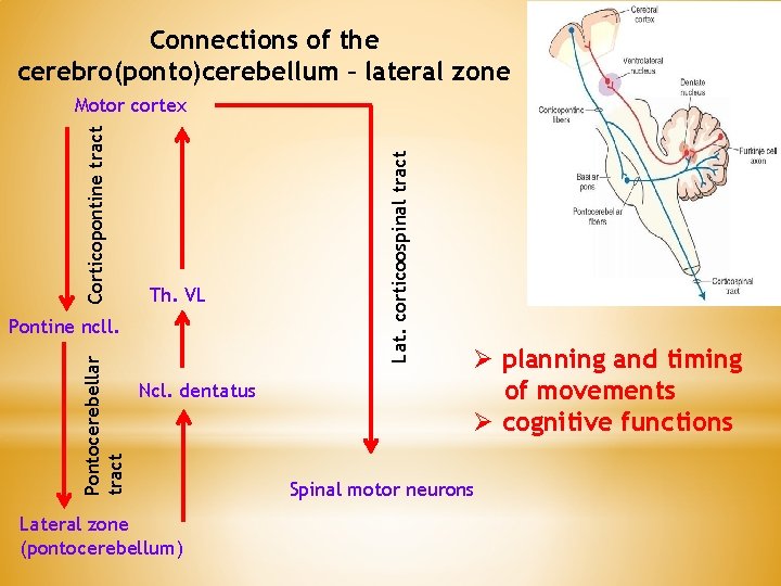 Connections of the cerebro(ponto)cerebellum – lateral zone Th. VL Pontocerebellar tract Pontine ncll. Ncl.