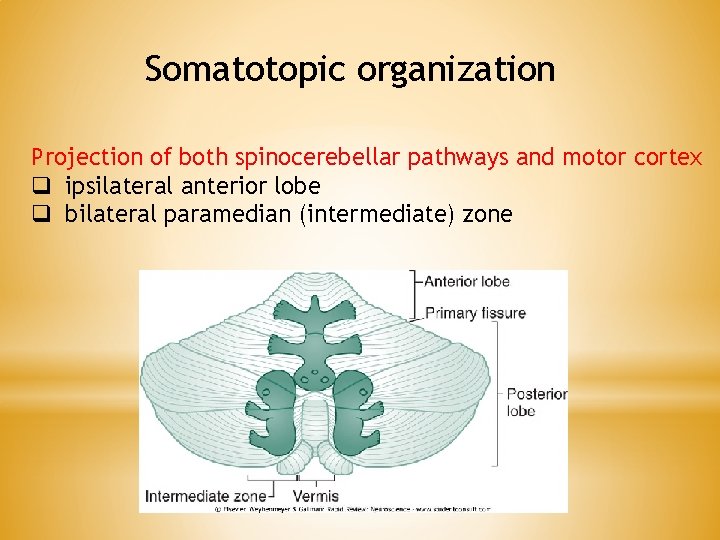 Somatotopic organization Projection of both spinocerebellar pathways and motor cortex q ipsilateral anterior lobe Somatotopic organization Projection of both spinocerebellar pathways and motor cortex q ipsilateral anterior lobe