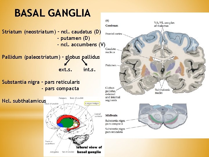 BASAL GANGLIA Striatum (neostriatum) – ncl. caudatus (D) - putamen (D) - ncl. accumbens