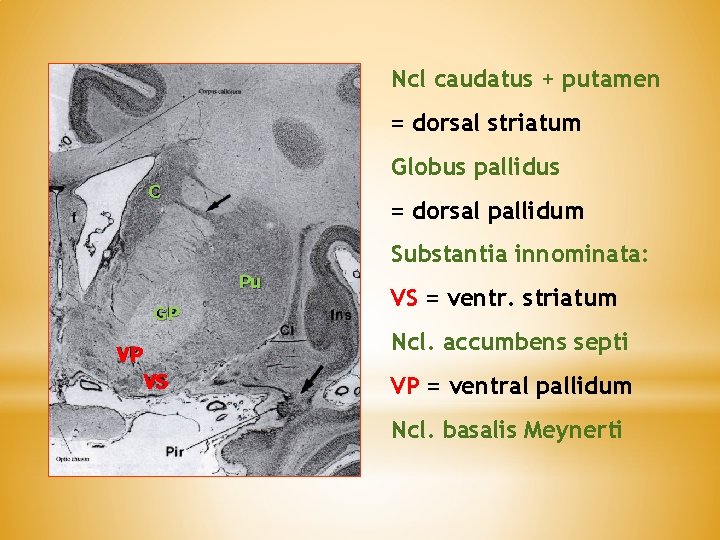 Ncl caudatus + putamen = dorsal striatum Globus pallidus C = dorsal pallidum Substantia Ncl caudatus + putamen = dorsal striatum Globus pallidus C = dorsal pallidum Substantia