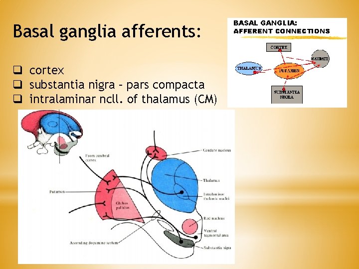Basal ganglia afferents: q cortex q substantia nigra – pars compacta q intralaminar ncll. Basal ganglia afferents: q cortex q substantia nigra – pars compacta q intralaminar ncll.