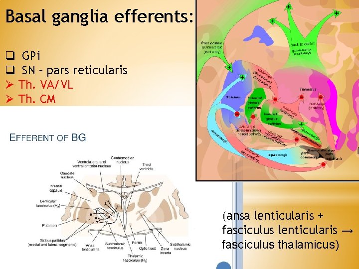 Basal ganglia efferents: q GPi q SN – pars reticularis Ø Th. VA/VL Ø