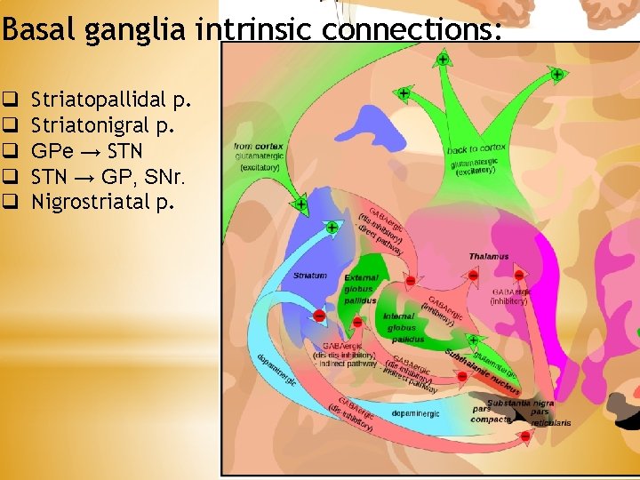 Basal ganglia intrinsic connections: q q q Striatopallidal p. Striatonigral p. GPe → STN