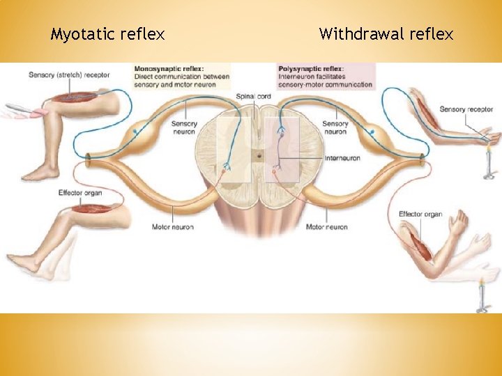 Myotatic reflex Withdrawal reflex 