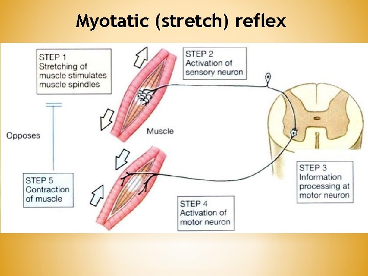 Myotatic (stretch) reflex Myotatic (stretch) reflex