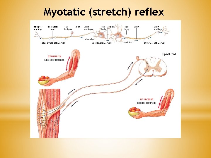 Myotatic (stretch) reflex Myotatic (stretch) reflex