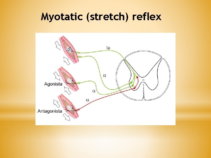 Myotatic (stretch) reflex Myotatic (stretch) reflex