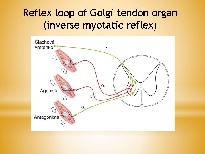 Reflex loop of Golgi tendon organ (inverse myotatic reflex) Ib 