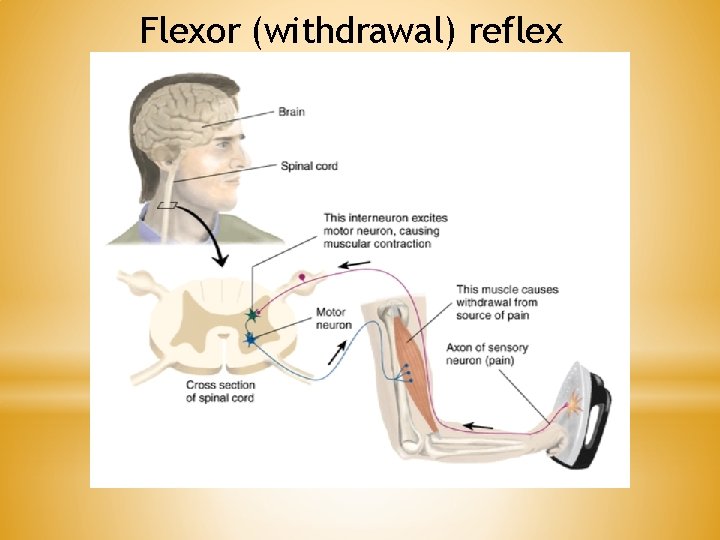 Flexor (withdrawal) reflex 