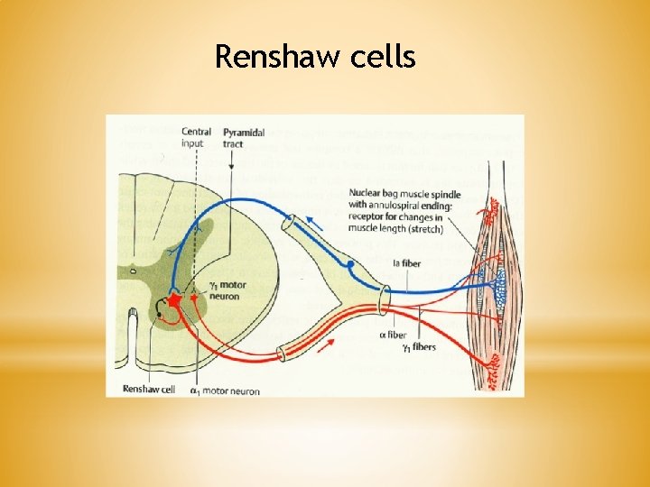 Renshaw cells 