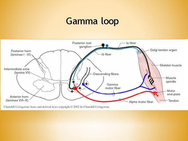 Gamma loop 